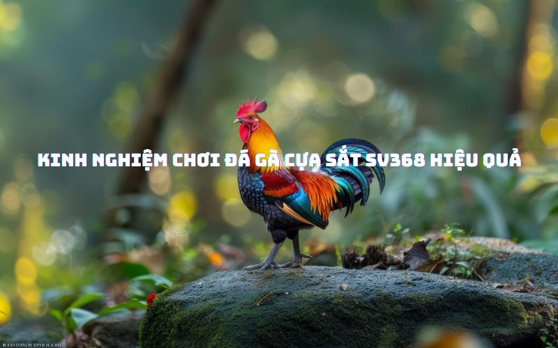 Kinh nghiệm chơi đá gà cựa sắt SV368 hiệu quả