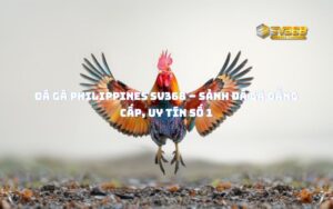 Đá Gà Philippines SV368 – Sảnh đá gà đẳng cấp, uy tín số 1