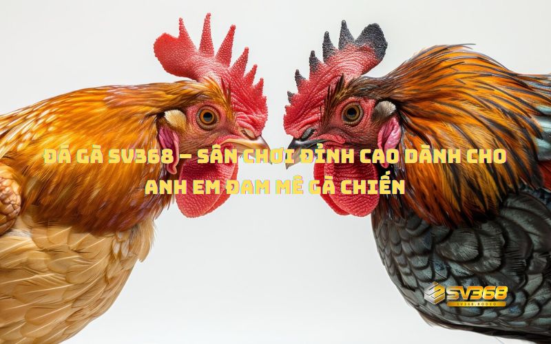 Đá Gà SV368 – Sân chơi đá gà online đỉnh cao 2025
