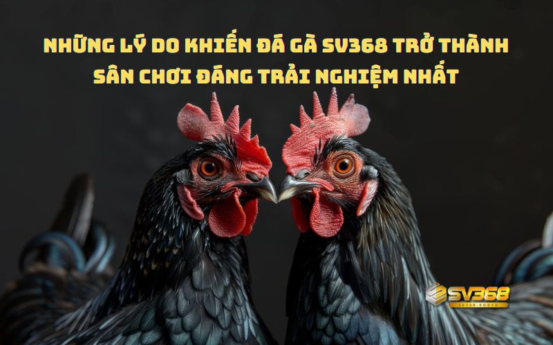 Những lý do khiến Đá Gà SV368 trở thành sân chơi đáng trải nghiệm nhất