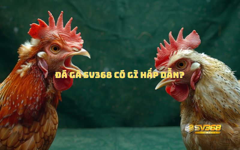 Đá Gà SV368 Có Gì Hấp Dẫn?